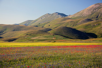 Fototapeta na wymiar The wonderful lentil flowering in Castelluccio di Norcia. Thousands of colours, flowers and wheat. a beautiful landscape 