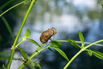 insecto