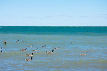 Ocean Ducks