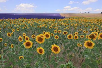 Obraz premium Sunflower field in French Provence with lavender in the background