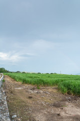 cañaveral