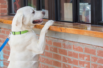 A dog standing at the counter waiting to place an order