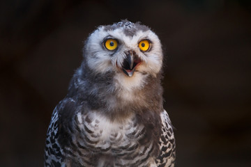 Micrathene whitneyi, the owl owl or dwarf owl with his mouth open while screaming. 