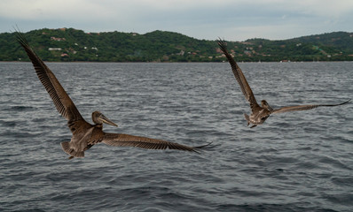 Brown Pelican Costa Rica
