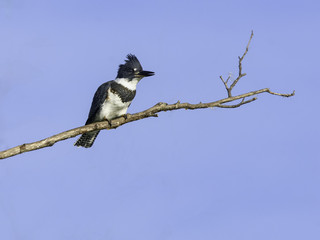 Belted Kingfisher Perched on Dry Branch on Blue Sky