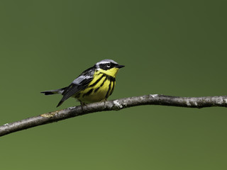 Obraz premium Magnolia Warbler on Green Background