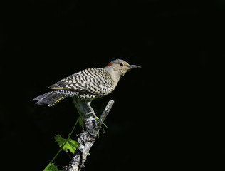 Female Northern Flicker on Black Background