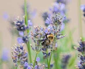 Honeybees collecting pollen