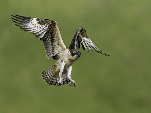 Juvenile Osprey Learning to Fly