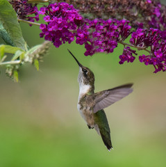 Fototapeta na wymiar Hummingbird on Flower
