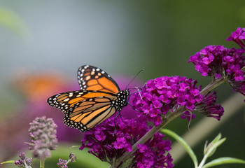 Fototapeta na wymiar Monarch Butterfly on Flower
