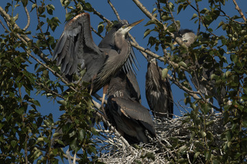 Great Blue Herons on a nest.