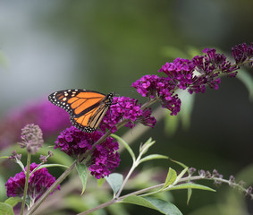 Monarch Butterfly on Flower