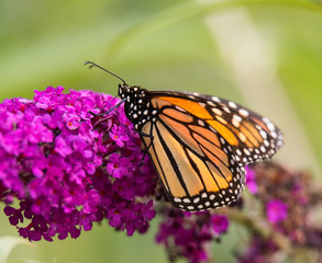 Monarch Butterfly on Flower