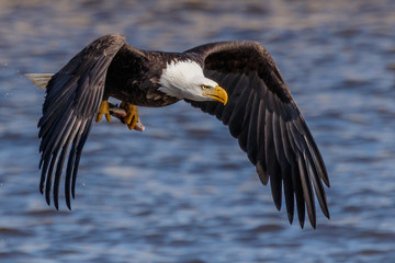 Bald Eagle Flying Over the Mississippi River