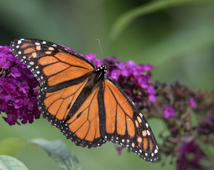 Monarch Butterfly on Flower