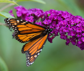 Monarch Butterfly on Flower