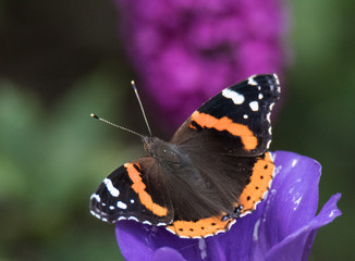 Butterfly on Flower