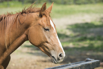 Obraz premium A horse is shown in an enclosed paddock at a stable