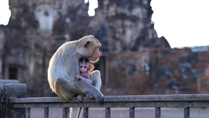 Monkeys living in Phra prang Sam Yot, Slow motion  An ancient and historical attractions and one of...