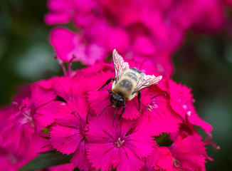 Bee on Flower