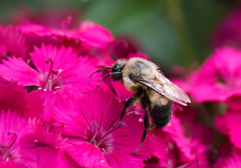Bee on Flower
