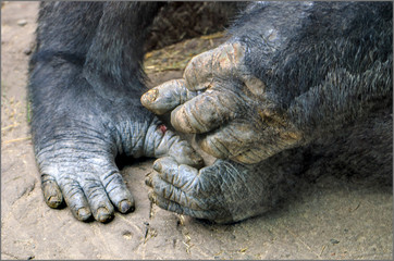Naklejka premium Gorilla toes