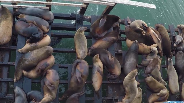sea lions sleeping at a warf