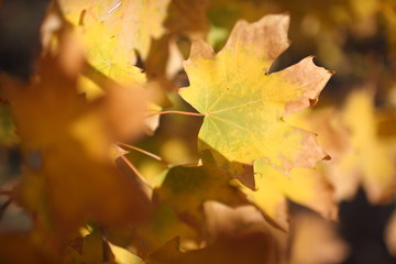 Autumn blurred background.