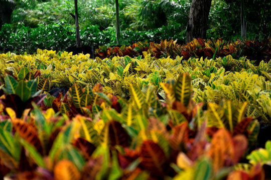  multicolor garden