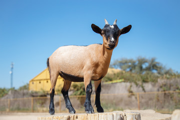 Young goat climb on wooden trunk posing in the field 