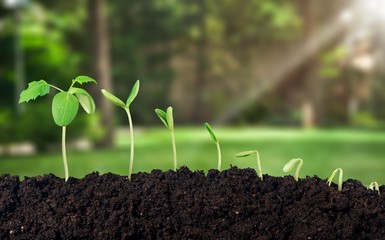 Growth of new life on background