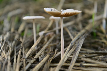 Mushrooms in the natural environment