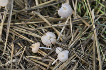 Mushrooms in the natural environment