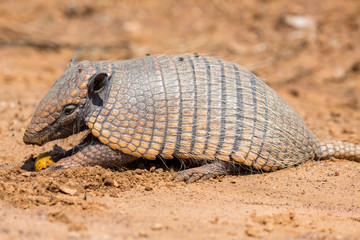 Nine-banded armadillo chews on nut in Brazil