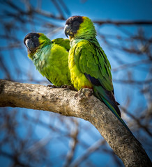Romantic pair of nanday parakeets during mating season