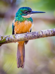 Rufous-tailed jacamar (Galbula ruficauda) of the Pantanal in BraIl