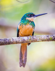 ruffous tailed jacamar.looking rightCR2