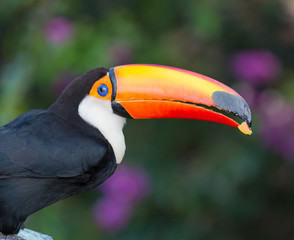 Naklejka premium Colorful toucan of brazil.CR2