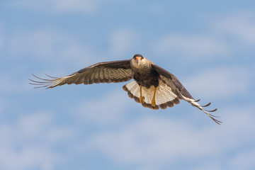 Bird of prey, black crested caracara .