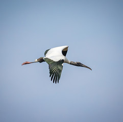 Wood stork (Mycteria americana) flying in blue sky in Brazil.tif