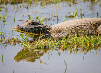 Caiman resting in the sun.