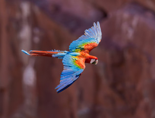 Red and Green macaw in full flight from above. © Jo