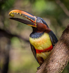 chestnut-eared aracaris with nut in his mouth.psd