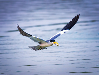 Black skimmer with fish in beak.
