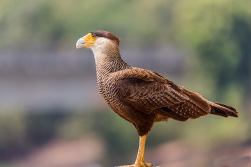 Caracara in the wild pauses while searching for food.
