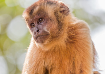  brown capuchin monkey closeup looking left.C