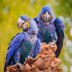 Pair of colorful, blue hyacinth macaws looking left.