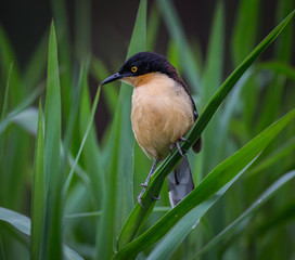 Black-capped Donacobius.