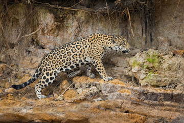 Jaguar in the wild waking near river.